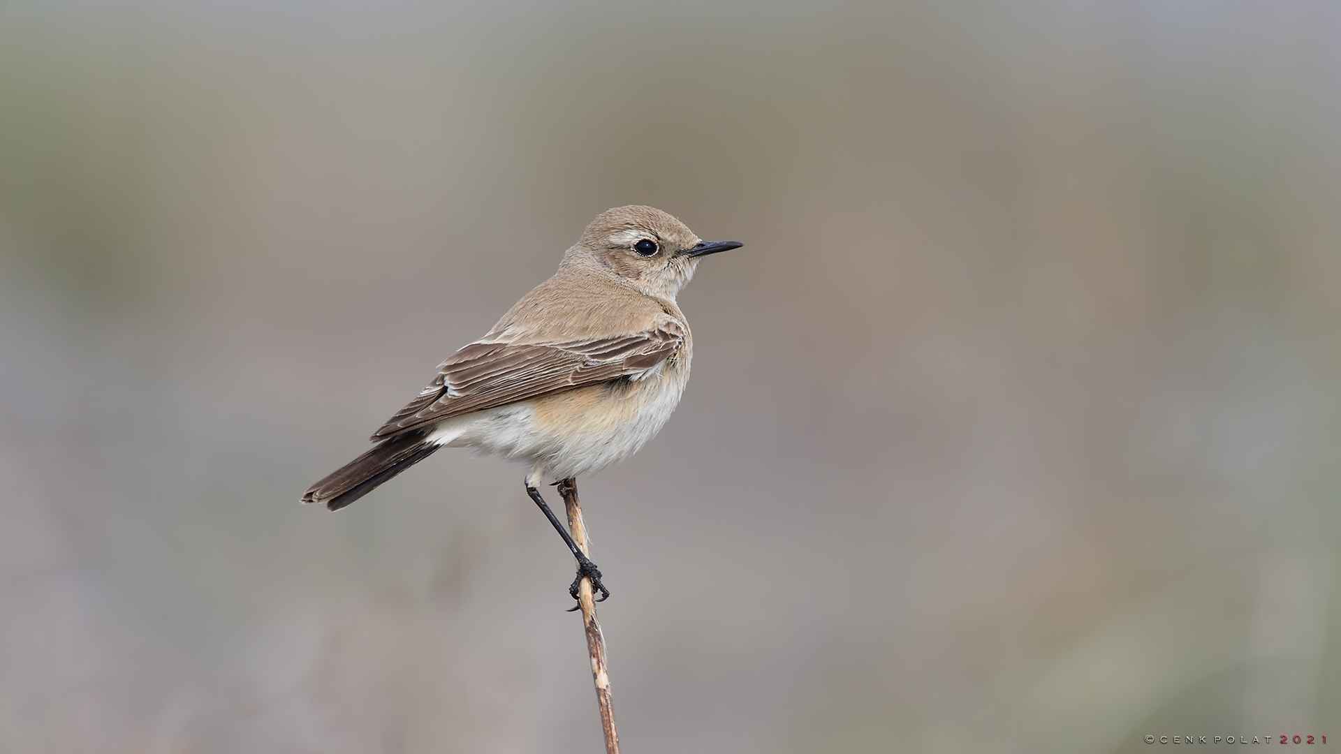Desert Wheatear